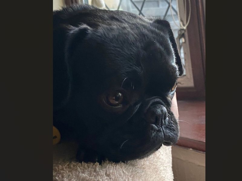 Luna, a 2 years old female Crossbreed available for adoption from Dogs Trust in Basildon, Essex