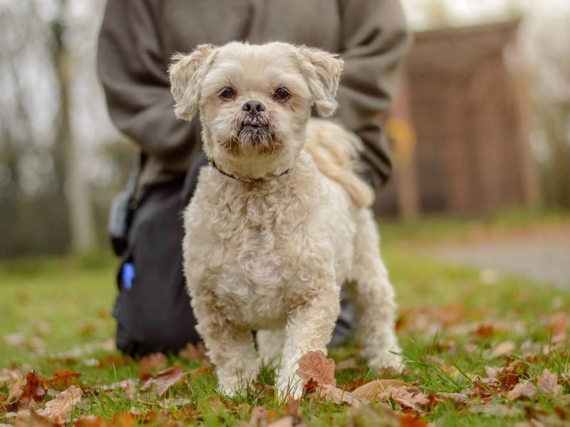 Shih Tzu for adoption in Kenilworth, Warks – 11 years old - Image 2 of 3