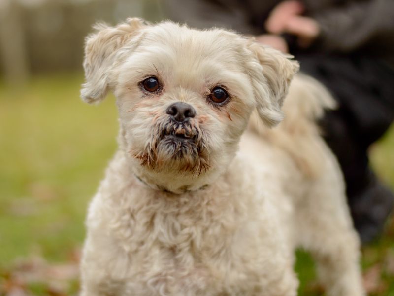 Alfie | Lhasa Apso Cross | Kenilworth (West Midlands) - 1