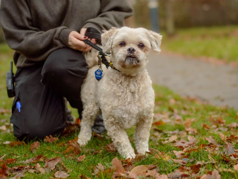 Shih Tzu for adoption in Kenilworth, Warks – 11 years old - Image 3 of 3
