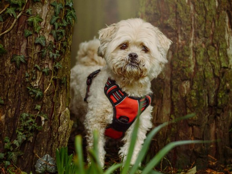 Alfie, a 8 years old male Lhasa Apso available for adoption from Dogs Trust in Kenilworth, Warwickshire