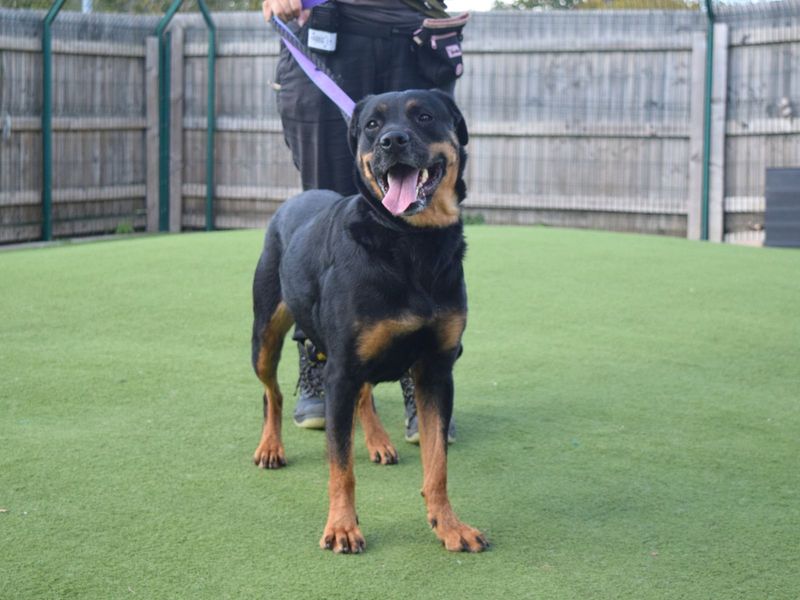 Rottweiler for adoption in Uxbridge, London – 2 years old - Image 2 of 2