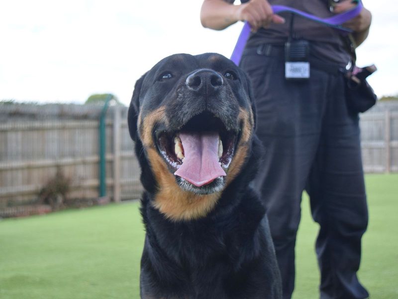 Rottweiler for adoption in Uxbridge, London – 2 years old
