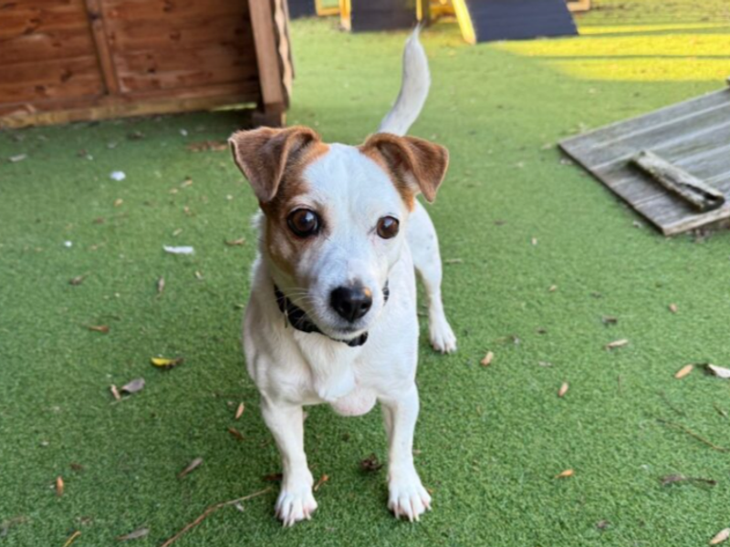 Jack Russell Terrier for adoption in Wymeswold, Leicestershire – 9 years old