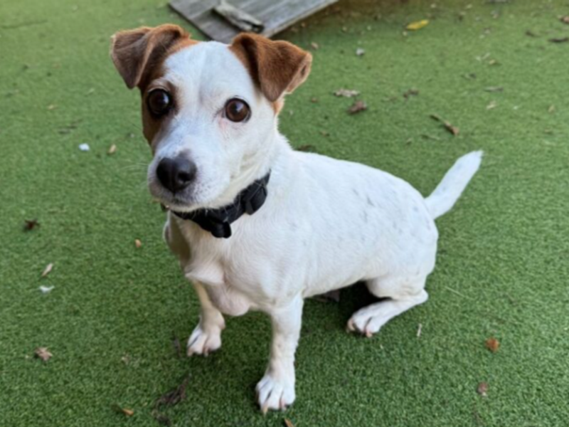 Jack Russell Terrier for adoption in Wymeswold, Leicestershire – 9 years old - Image 4 of 4