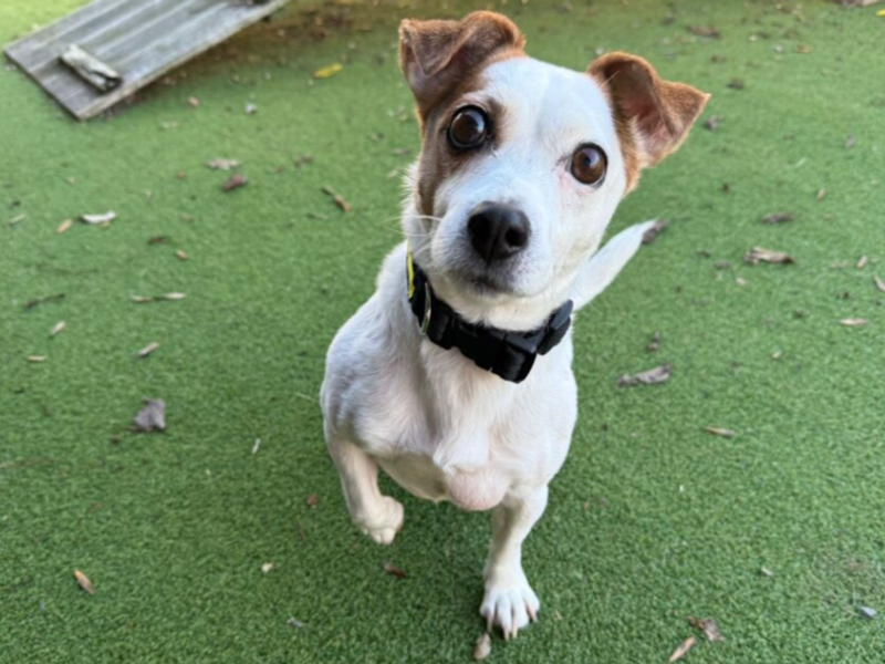 Jack Russell Terrier for adoption in Wymeswold, Leicestershire – 9 years old - Image 2 of 4