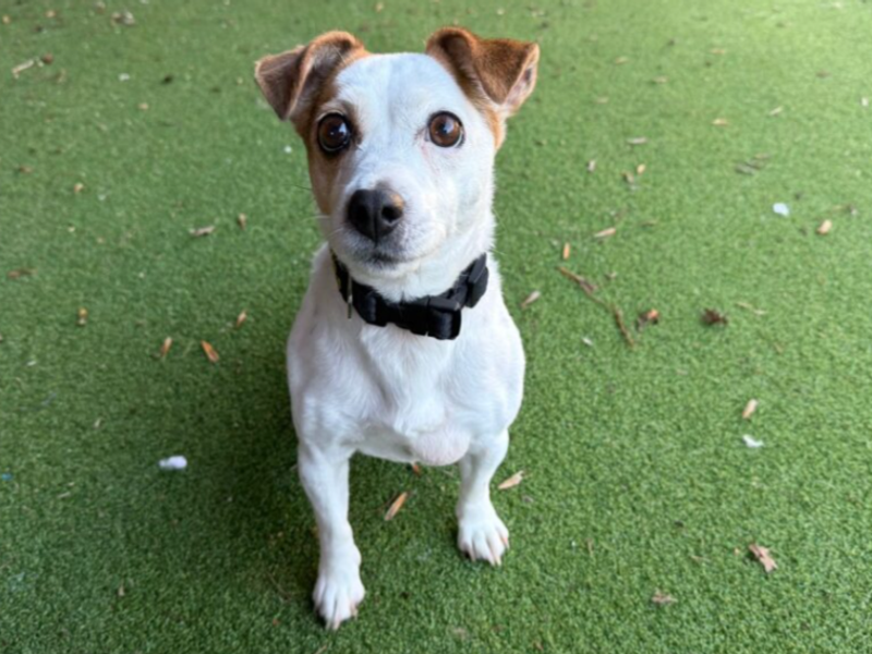 Jack Russell Terrier for adoption in Wymeswold, Leicestershire – 9 years old - Image 3 of 4
