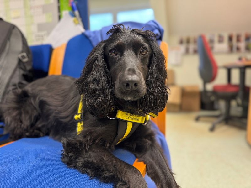 Cocker Spaniel for adoption in Snetterton, Norfolk – 2 years old