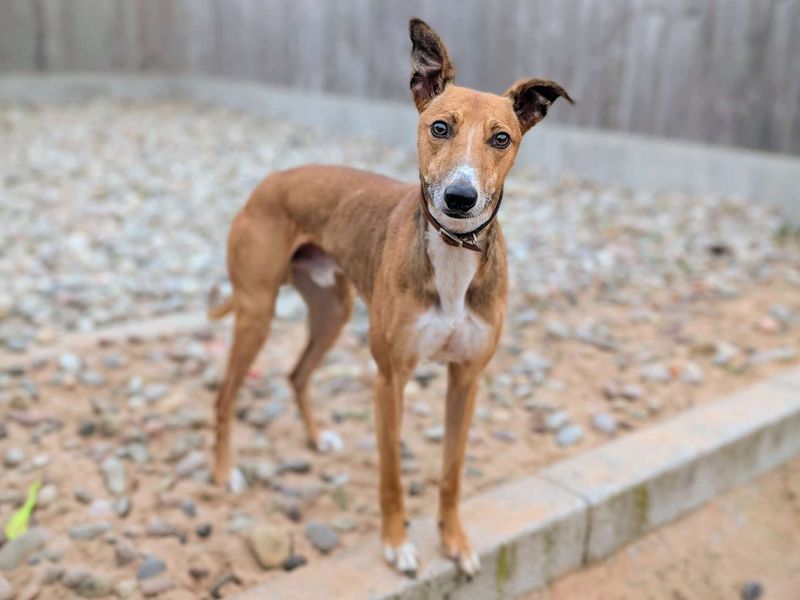 undefined | Lurcher | undefined - 6