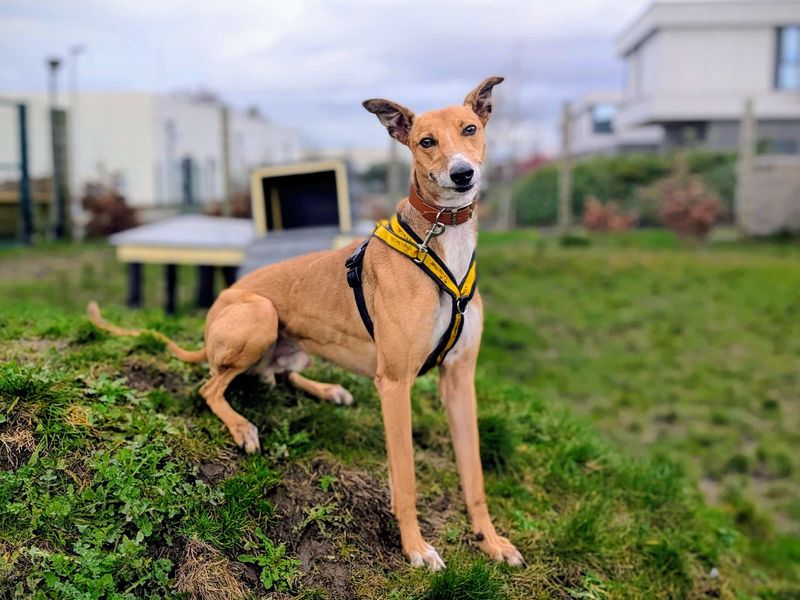 undefined | Lurcher | undefined - 3