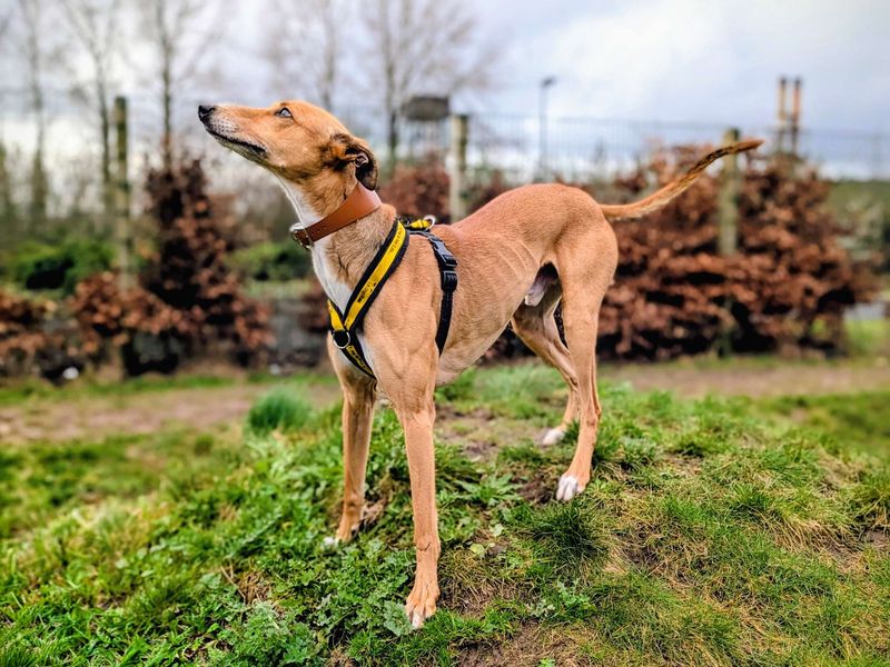 undefined | Lurcher | undefined - 2
