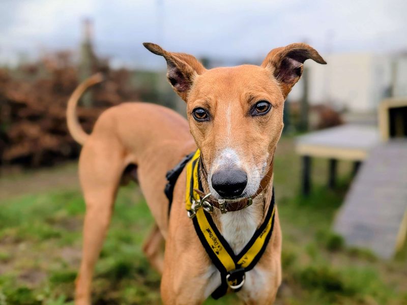 undefined | Lurcher | undefined - 4