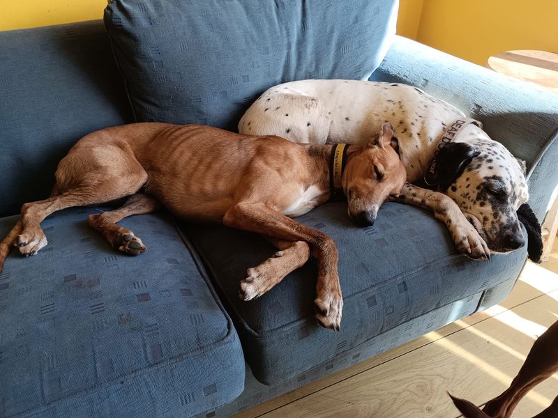 undefined | Lurcher | undefined - 7