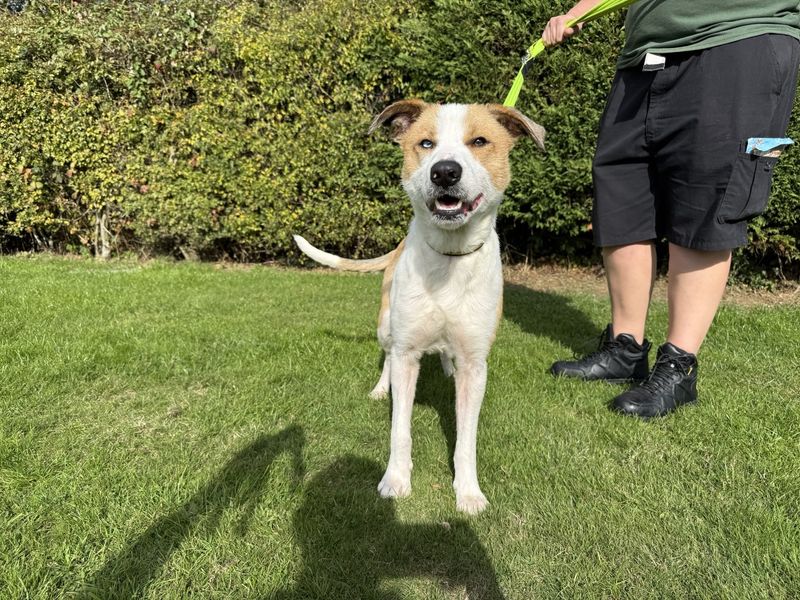 Siberian Husky for adoption in Kenilworth, Warks – 1 year old - Image 2 of 4