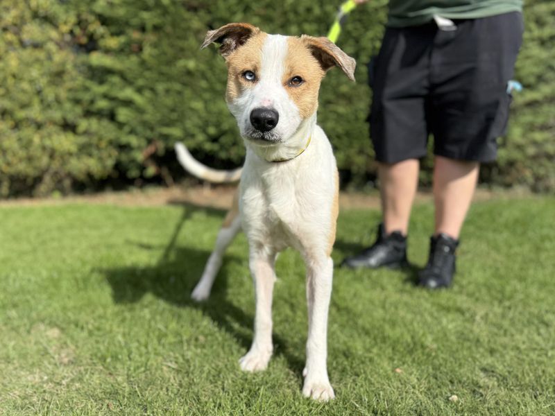 Siberian Husky for adoption in Kenilworth, Warks – 1 year old