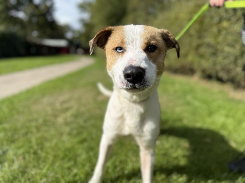 Siberian Husky for adoption in Kenilworth, Warks – 1 year old - Image 4 of 4