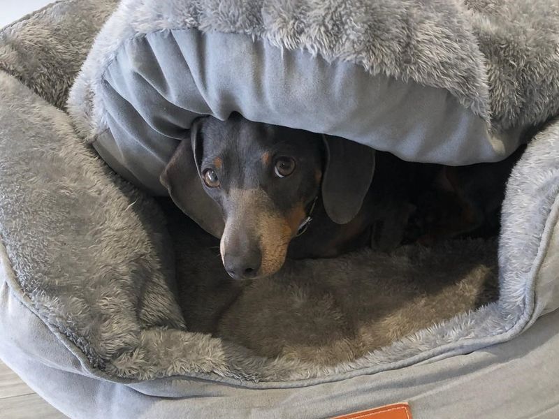 Rosie | Dachshund (Miniature Smooth Haired) | Basildon (Essex) - 1