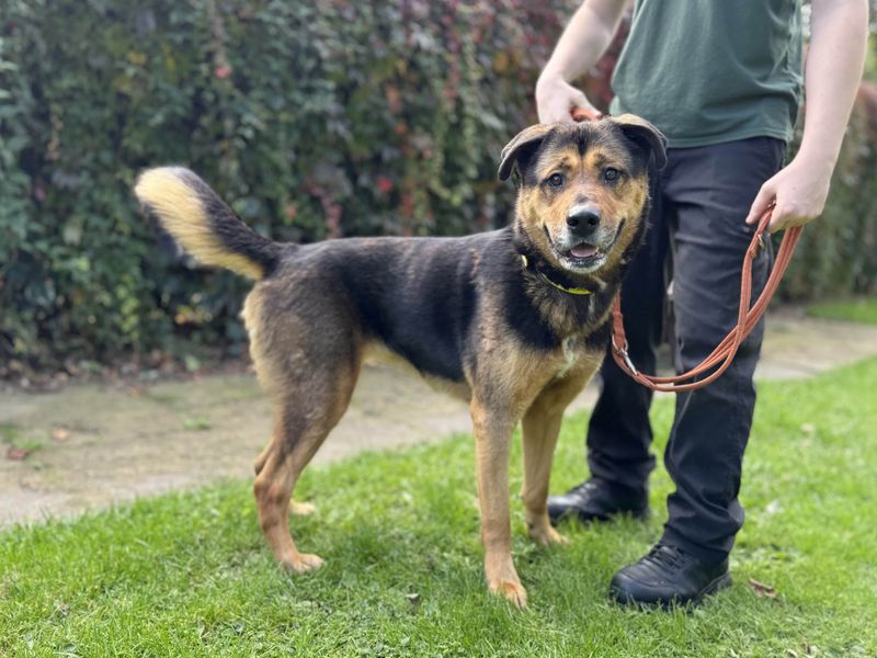 German Shepherd for adoption in Kenilworth, Warks – 5 years old - Image 4 of 4