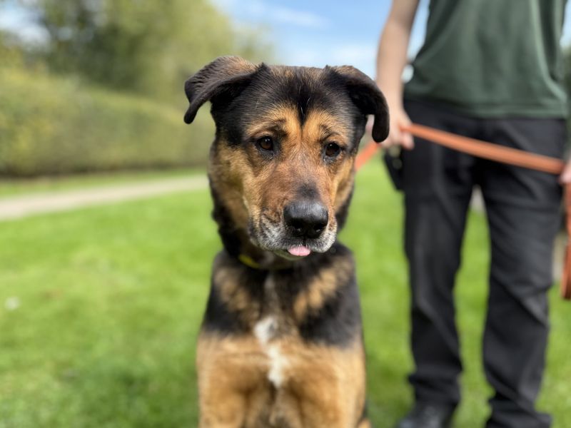 German Shepherd for adoption in Kenilworth, Warks – 5 years old