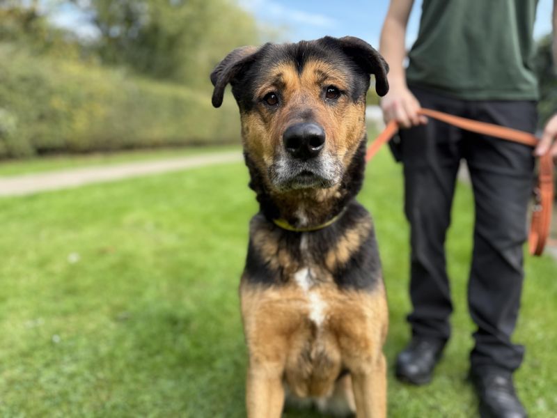 German Shepherd for adoption in Kenilworth, Warks – 5 years old - Image 2 of 4