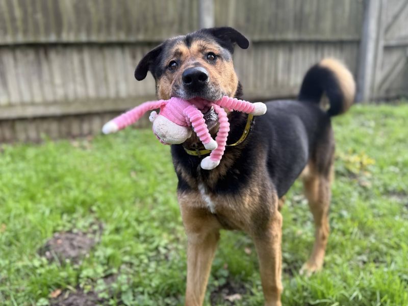 German Shepherd for adoption in Kenilworth, Warks – 5 years old - Image 3 of 4