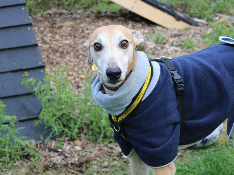 Kent, a 6 years old male Unknown available for adoption from Dogs Trust in Liverpool, Merseyside