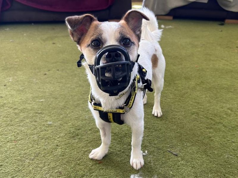 Jack Russell Terrier for adoption in Snetterton, Norfolk – 1 year old - Image 3 of 3