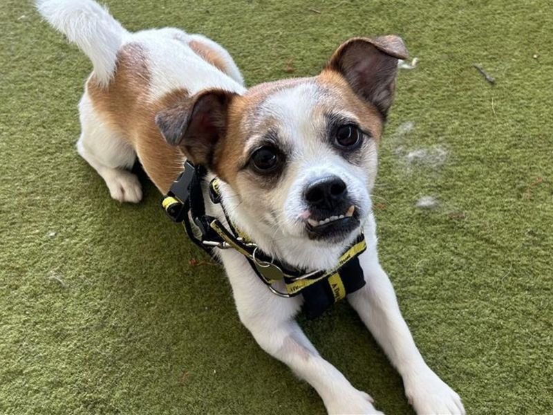 Jack Russell Terrier for adoption in Snetterton, Norfolk – 1 year old - Image 2 of 3