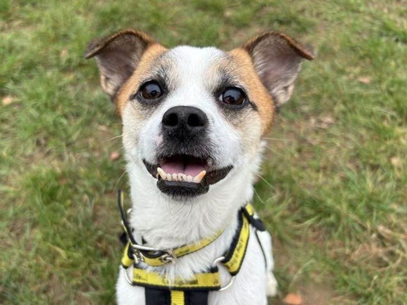 Jack Russell Terrier for adoption in Snetterton, Norfolk – 1 year old