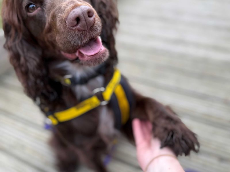 Cocker Spaniel for adoption in Wymeswold, Leicestershire – 3 years old