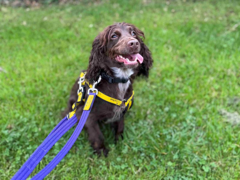 Cocker Spaniel for adoption in Wymeswold, Leicestershire – 3 years old - Image 2 of 2