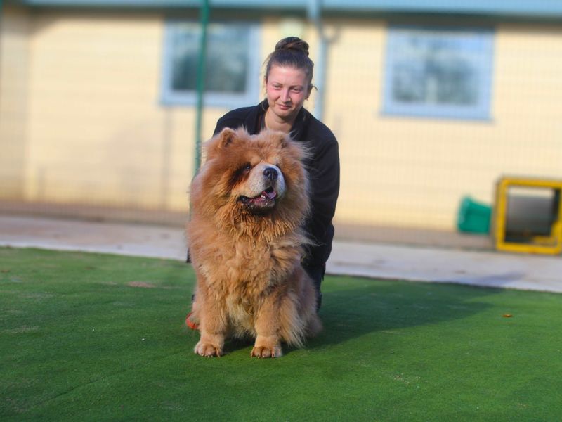 Bear, a 4 years old male Chow Chow available for adoption from Dogs Trust in Manchester