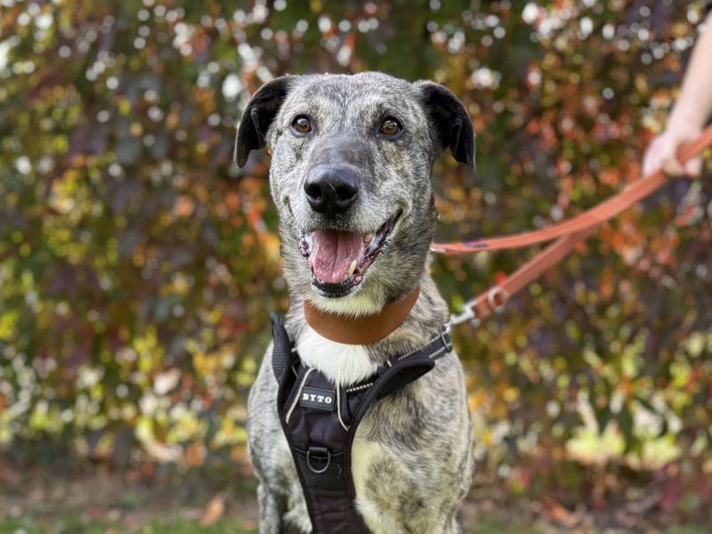 undefined | Lurcher | undefined - 10
