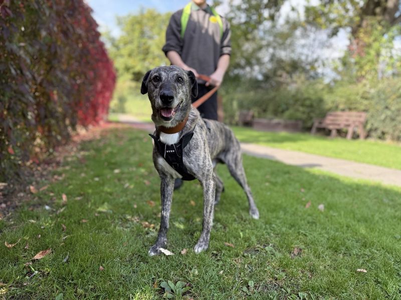 Gino | Lurcher | Kenilworth (West Midlands) - 1