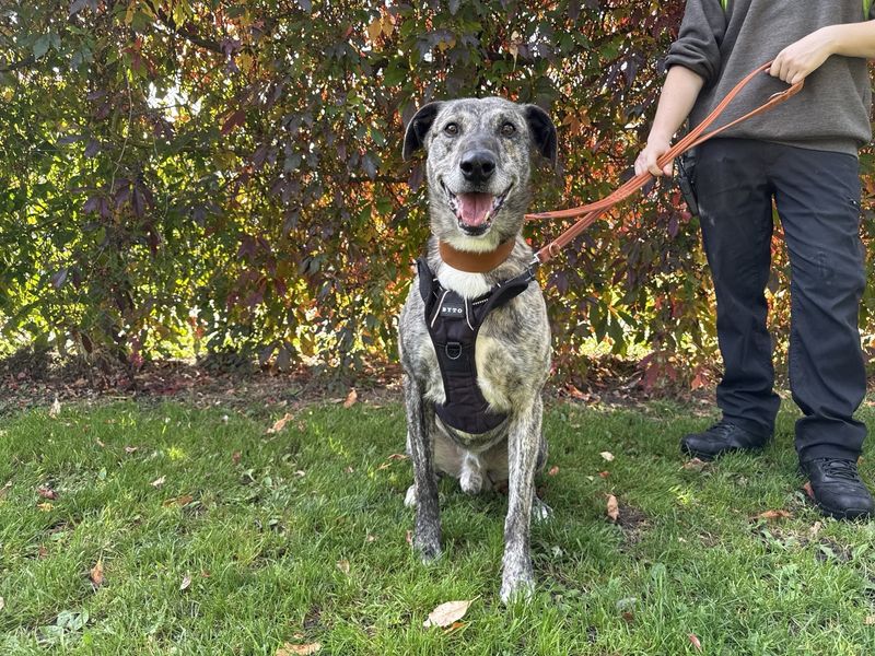 undefined | Lurcher | undefined - 4