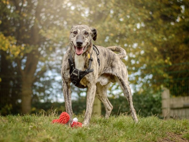 undefined | Lurcher | undefined - 7