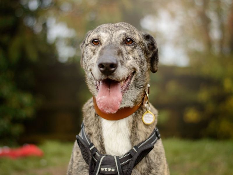 undefined | Lurcher | undefined - 6