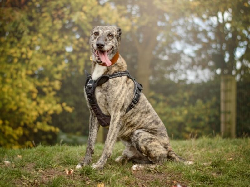 undefined | Lurcher | undefined - 8