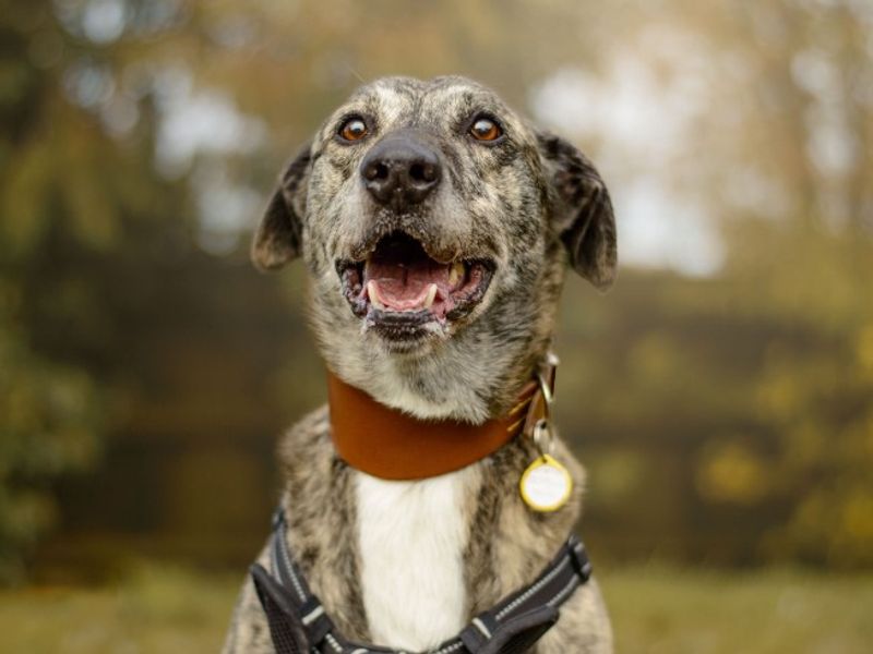 undefined | Lurcher | undefined - 9
