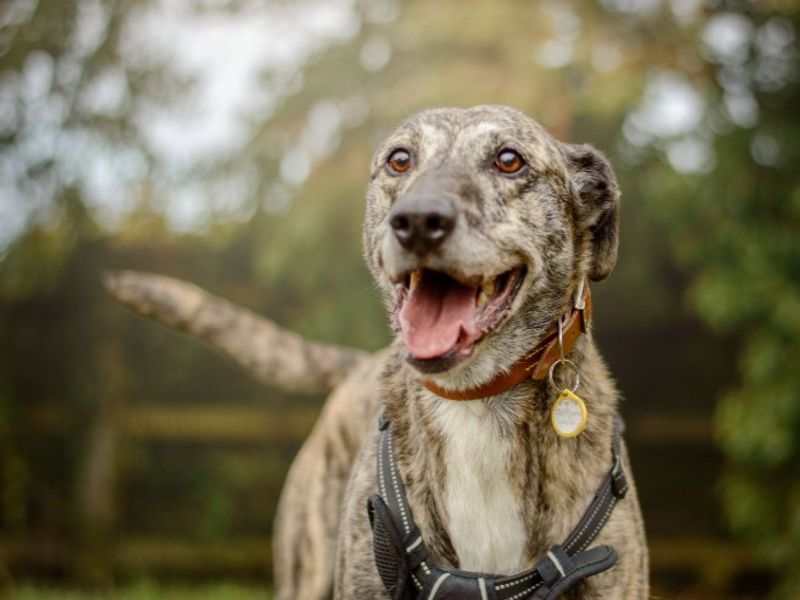 undefined | Lurcher | undefined - 2