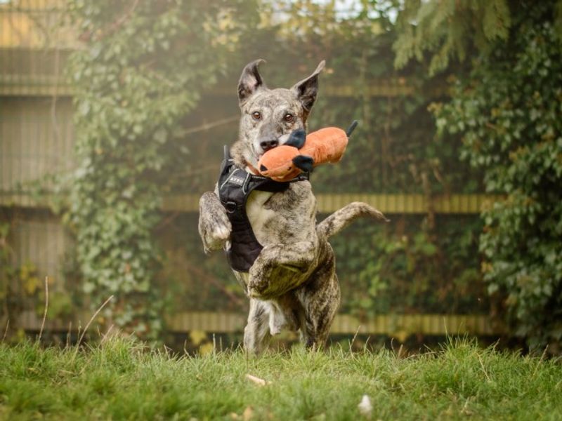 undefined | Lurcher | undefined - 3