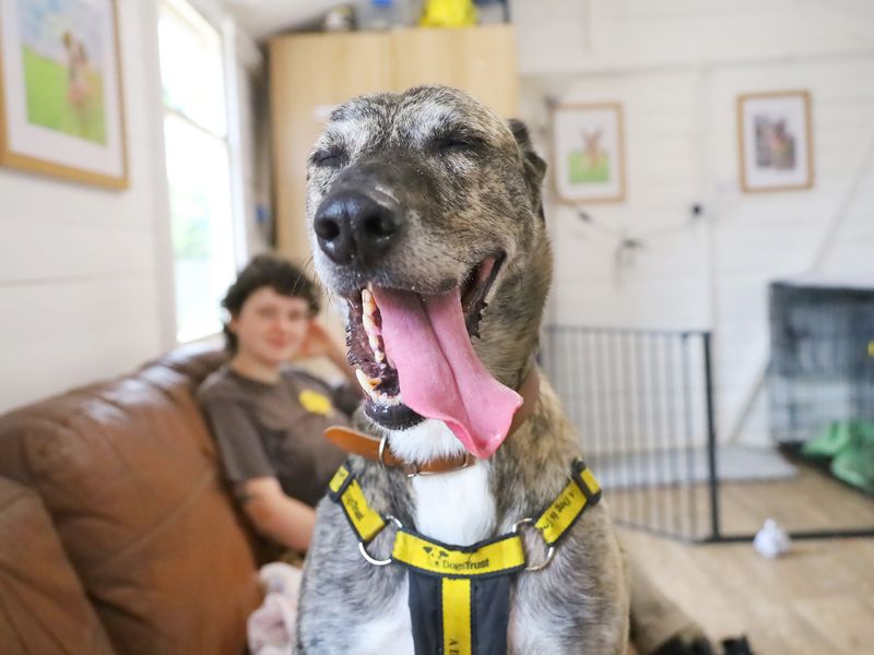 undefined | Lurcher | undefined - 2