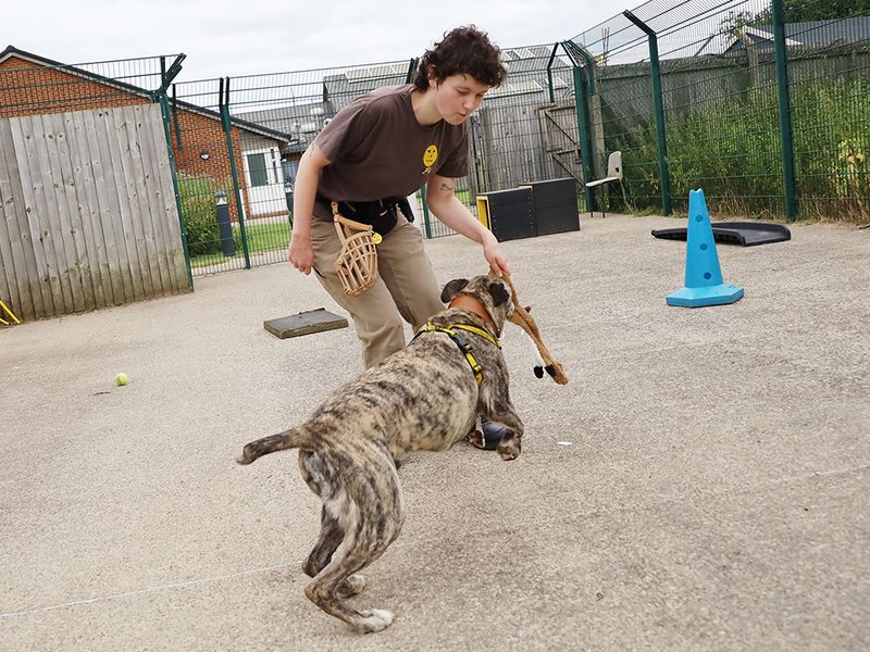 undefined | Lurcher | undefined - 9
