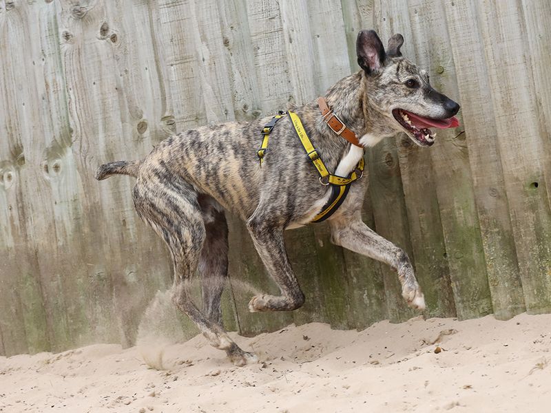 undefined | Lurcher | undefined - 8