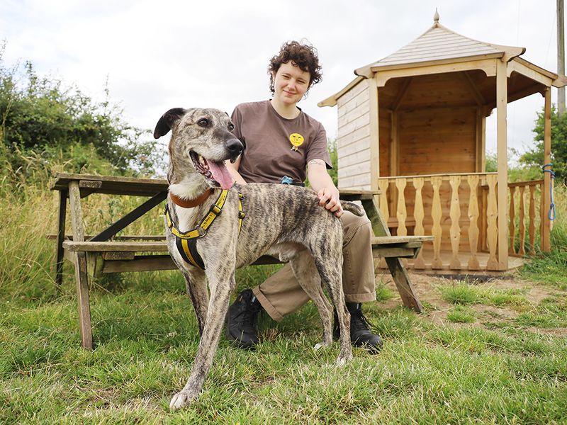 undefined | Lurcher | undefined - 6