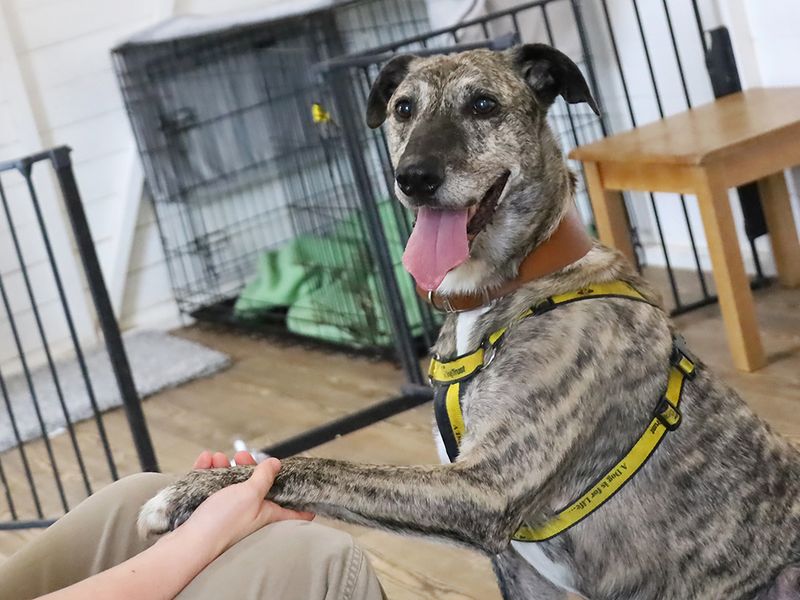 undefined | Lurcher | undefined - 11