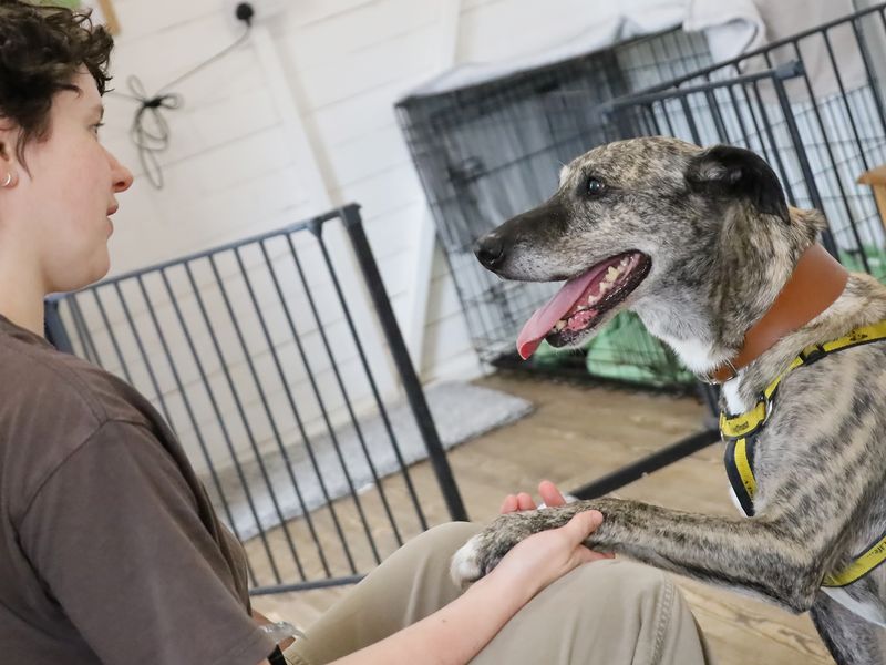 undefined | Lurcher | undefined - 3