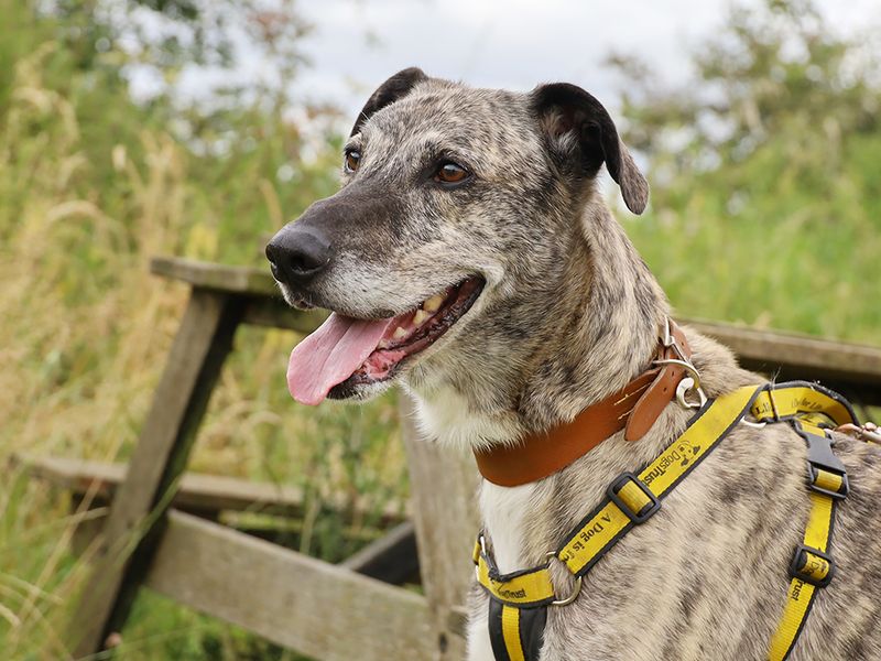 undefined | Lurcher | undefined - 13