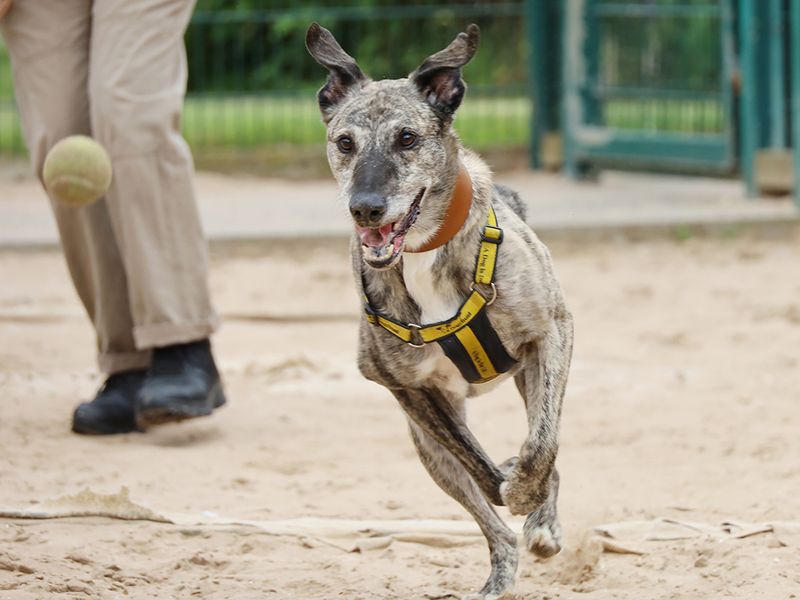 undefined | Lurcher | undefined - 7