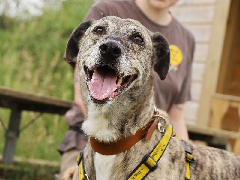 undefined | Lurcher | undefined - 5